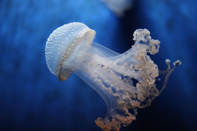 meduseo